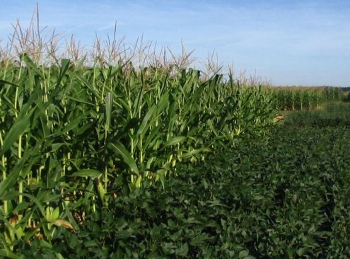 Corn plants stretching as far as you can see on the left, and soybeans going just as far on the right