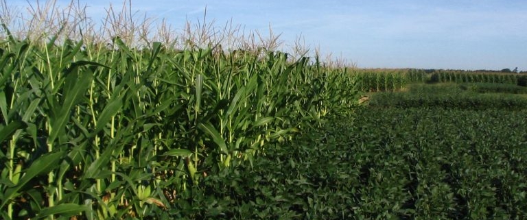 Corn plants stretching as far as you can see on the left, and soybeans going just as far on the right